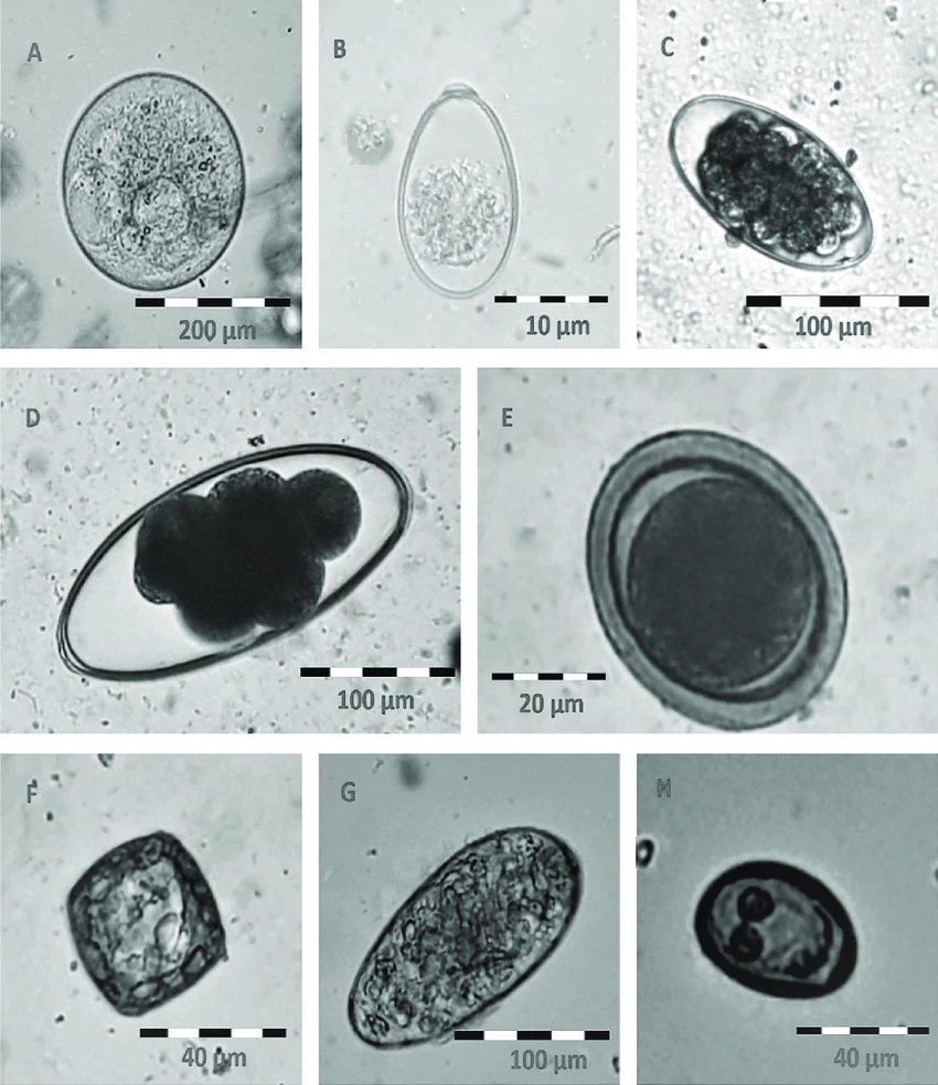 Parasitology Testing
